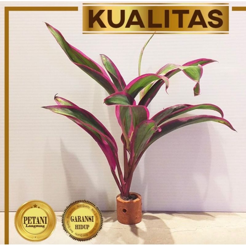 Hanjuang Merah Tanaman Air Paludarium / Aquascape Hias Aquarium