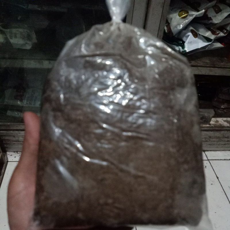 Umpan Galatama lele #geleng magot