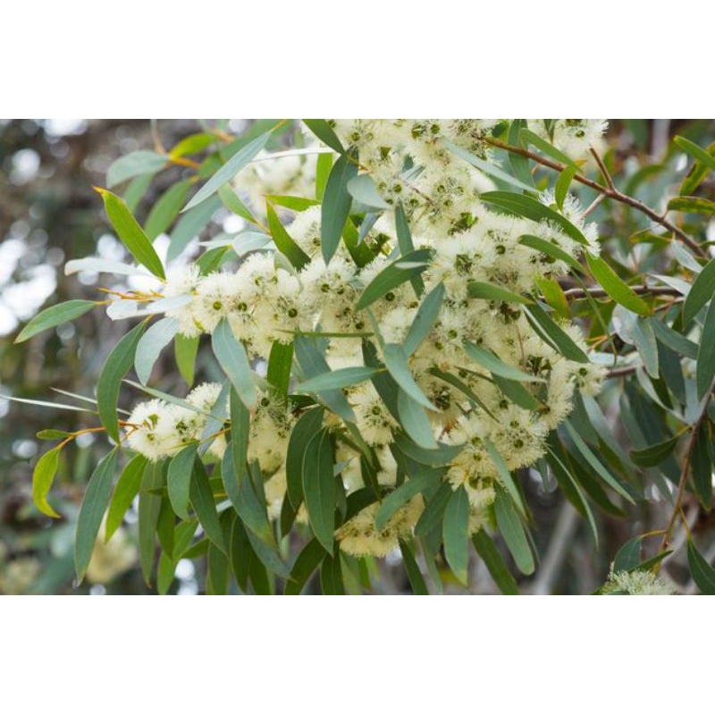 daun minyak kayu putih 1kg segar