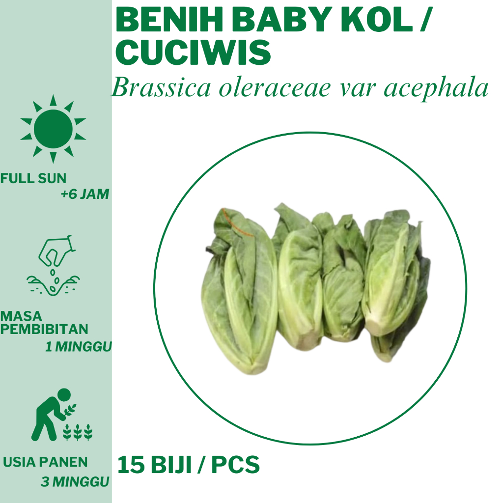 

5 Benih Baby Kol / Cuciwis Bibit Unggulan Hidroponik Tanam