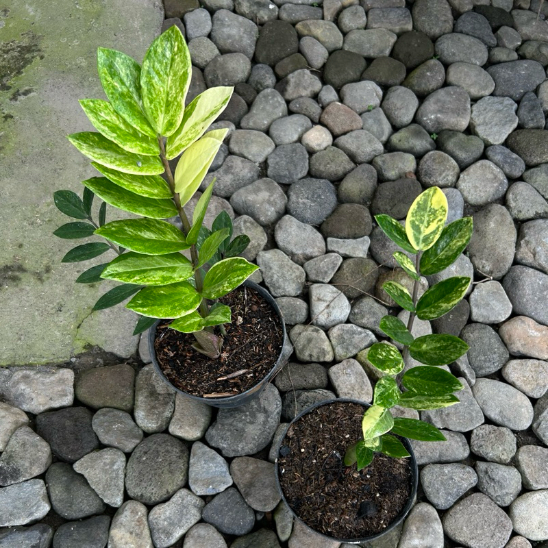 zamia variegata real pict