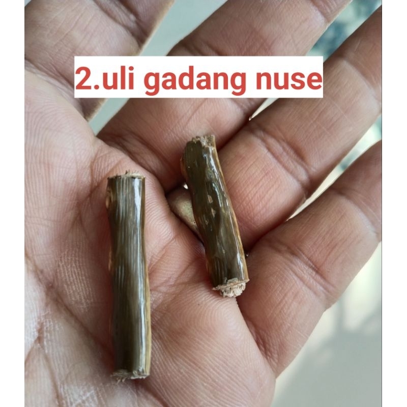 2 potong uli gadang nusa sirip.