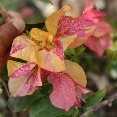 Bougenville srikandi / tanaman hias bougenville/ stek batang bougenville berakar