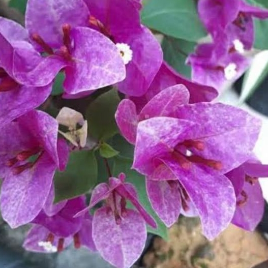 Bougenville Vietnam splash