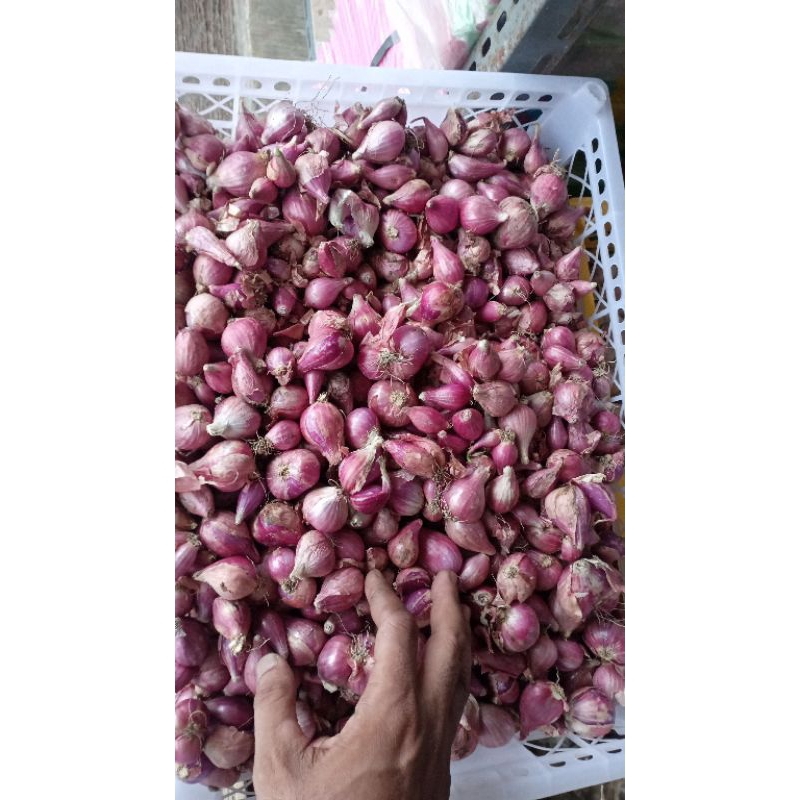 

bawang merah brebes 1 kg