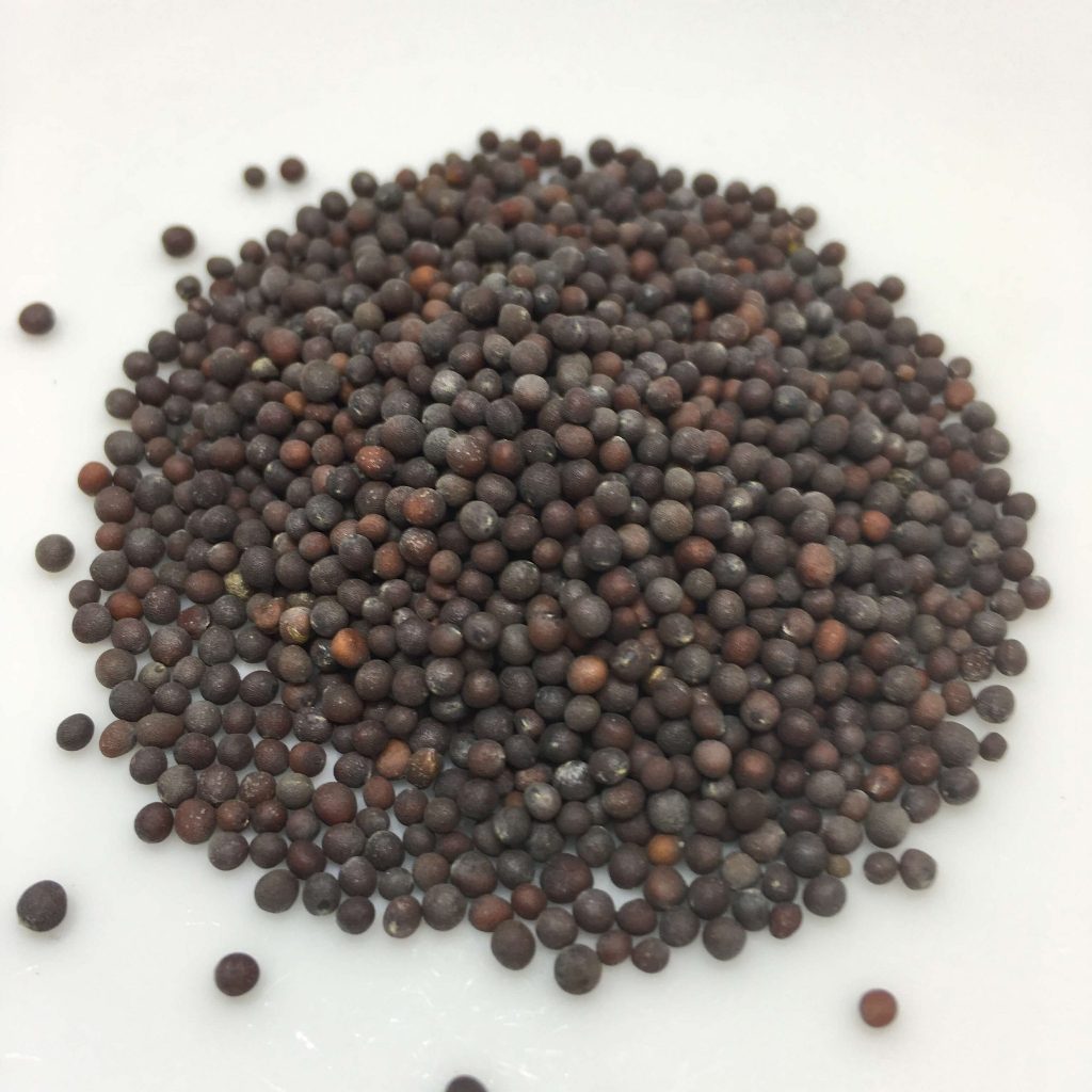 

BLACK MUSTARD SEED | MUSTARD SEED HITAM 1 Kg