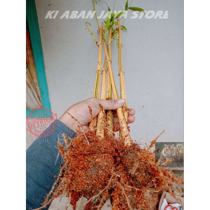 Bambu kuning siap tanam Tanaman Hias