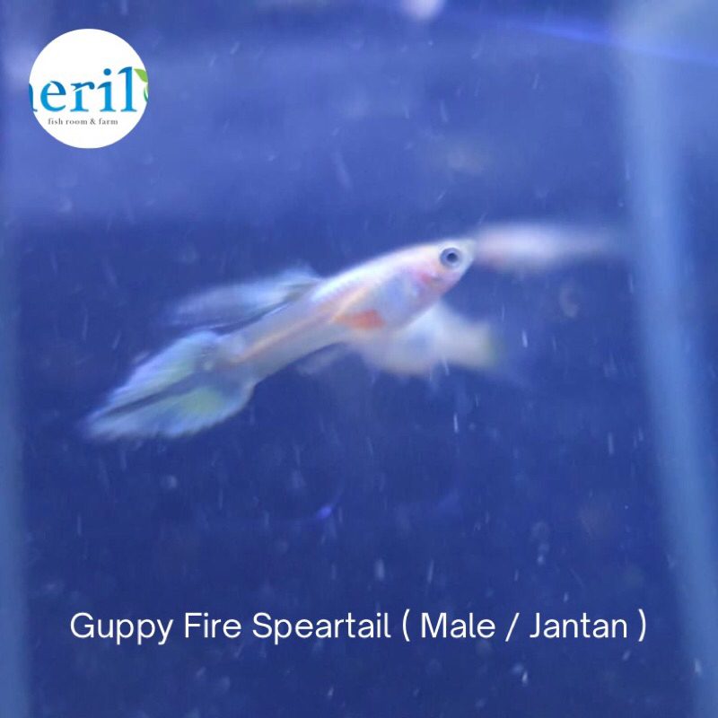 Guppy Fire Speartail / Guppy Spear Tail Fire