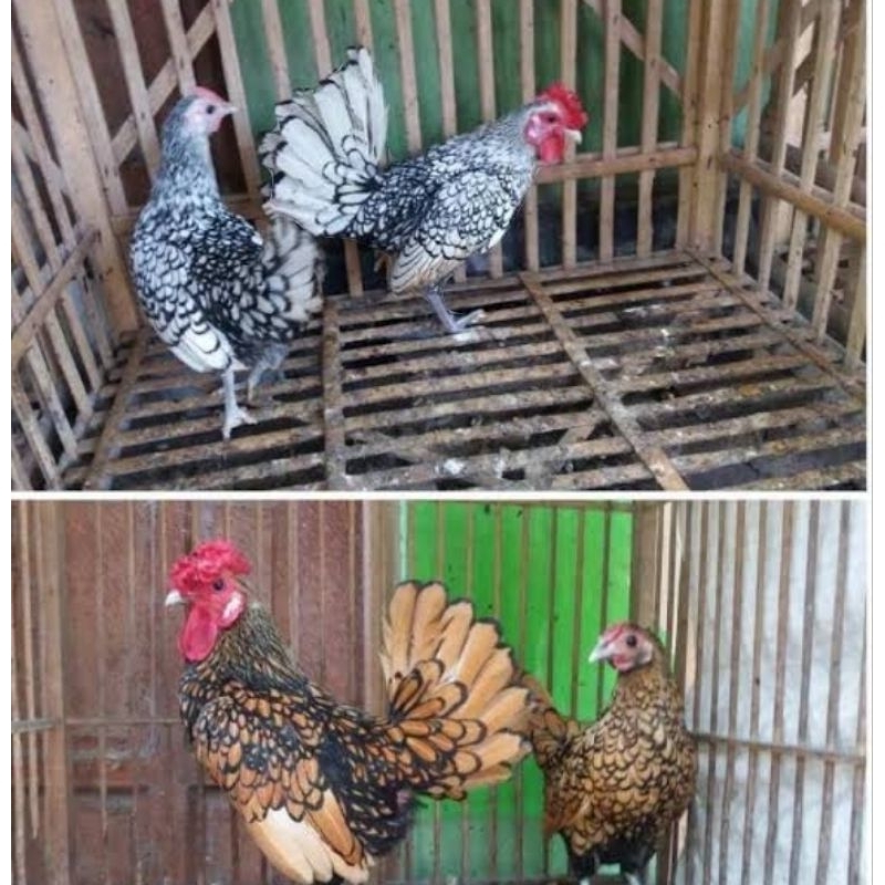 

Telur Ayam Hias Batik Italy Telor hanya untuk ditetaskan