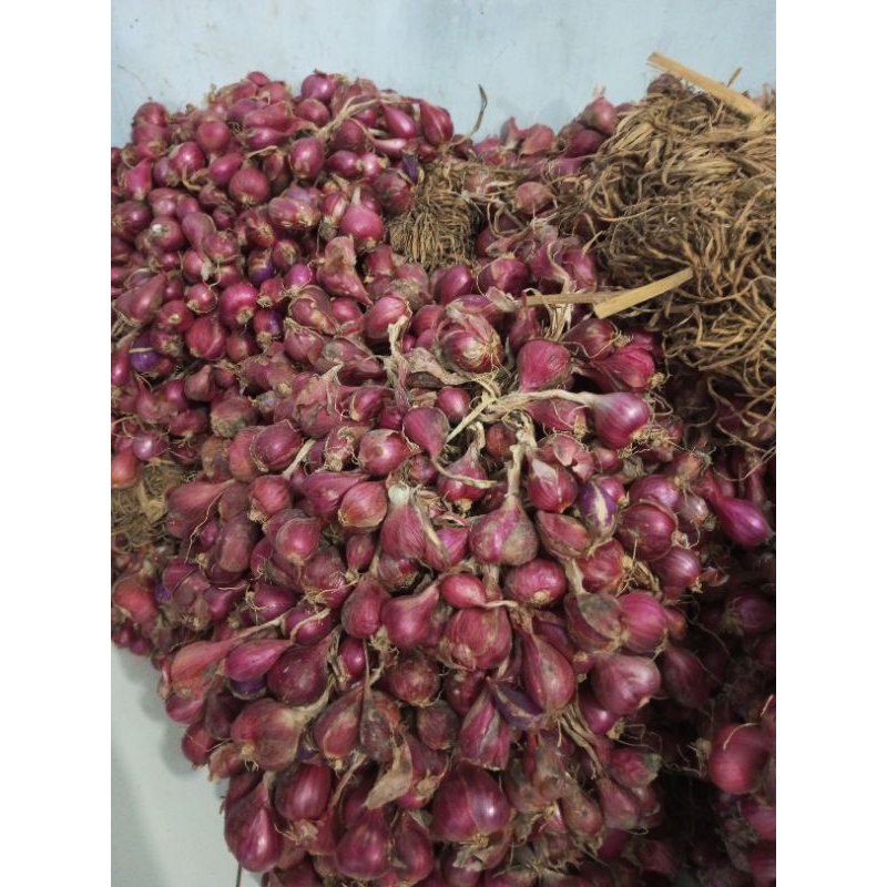 

bawang merah Brebes asli