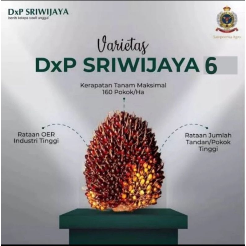 Ready Bibit Benih kelapa Sawit DxP SRIWIJAYA 6 (SEMIKLON)