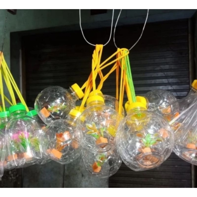 BOTOL HIAS IKAN CUPANG ANAK