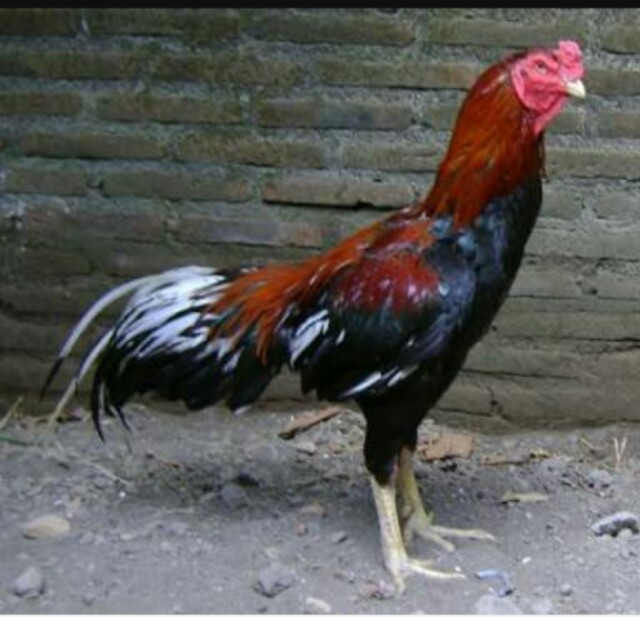 AYAM KAMPUNG JAGO BESAR HIDUP