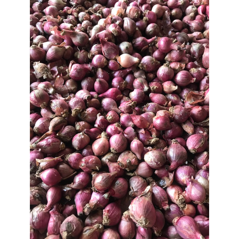 

bawang merah premium