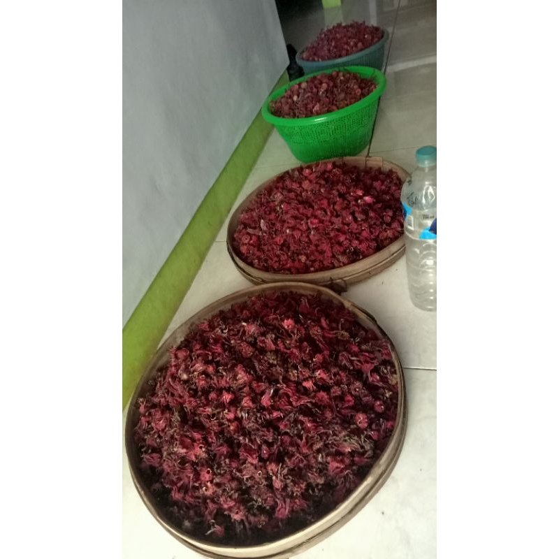 

Bunga Rosella Organik || Teh Herbal || Bunga Herbal Kaya Manfaat