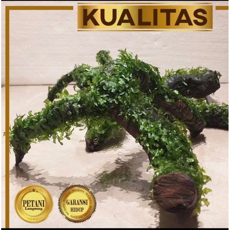 Tanaman Air Aquascape Moss Pelia Media Akar Tumbuhan Aquarium Low C02