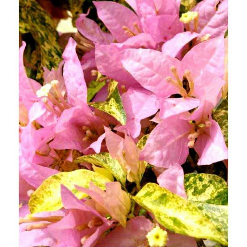 Bunga Bougenville Bangkok Varigata Pink Tanaman Hias