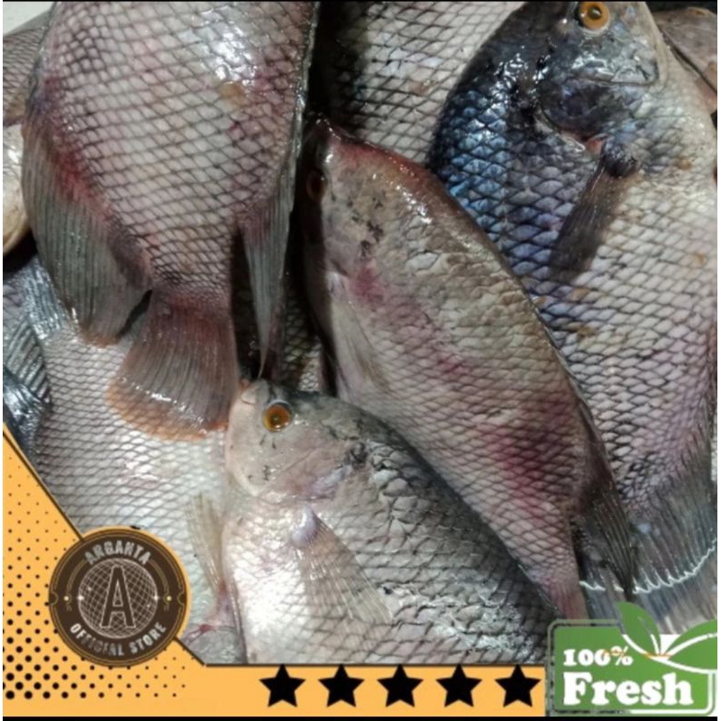 

IKAN GURAME SEGAR DAN BERSIH 1000