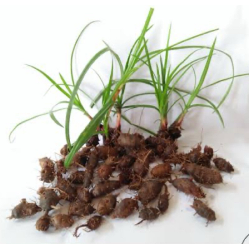 

Jual umbi rumput teki segar dan fresh-az