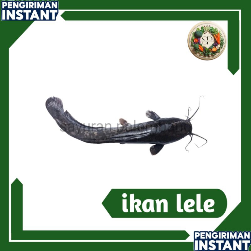 

ikan lele 500g - sayuran palembang