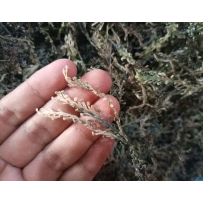 

Anggur Laut Kering | Caulerpa racemosa | Caulerpa lentilifera