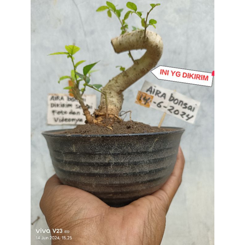 bahan bonsai serut meliuk hidup 𝙧𝙚𝙖𝙡𝙥𝙞𝙘𝙩