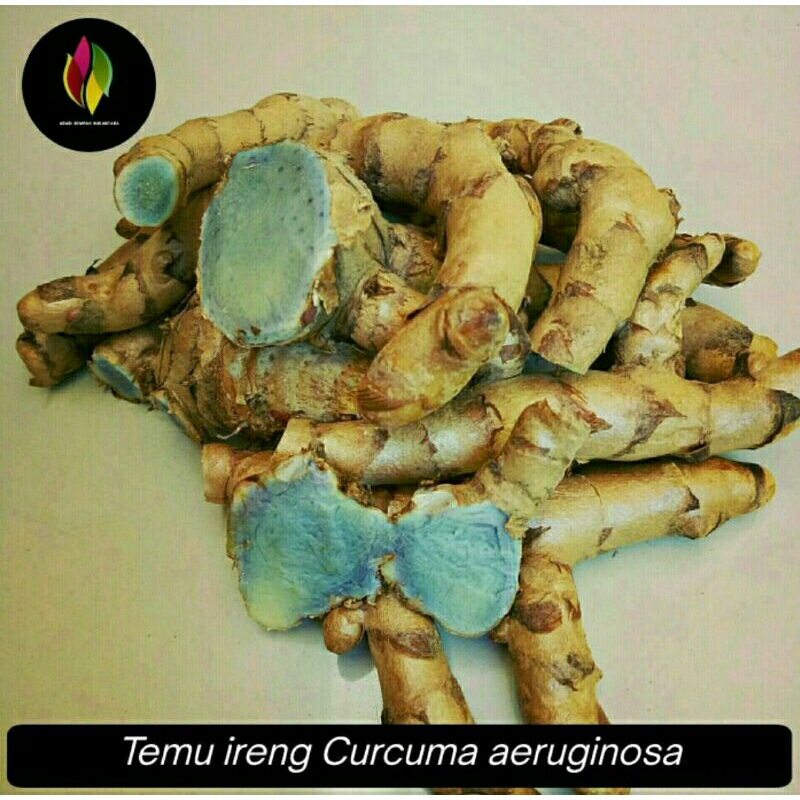 

Temu Ireng/Temu Hitam 1kg Curcuma aeruginosa