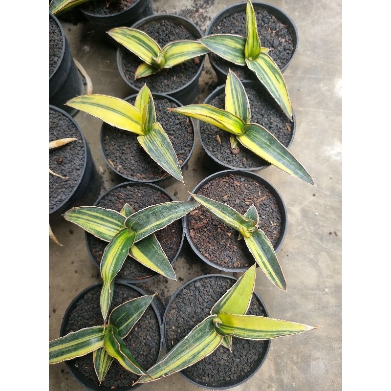 sansevieria Dark Green Clone variegata / Sansevieria DGC variegata / Lidah mertua