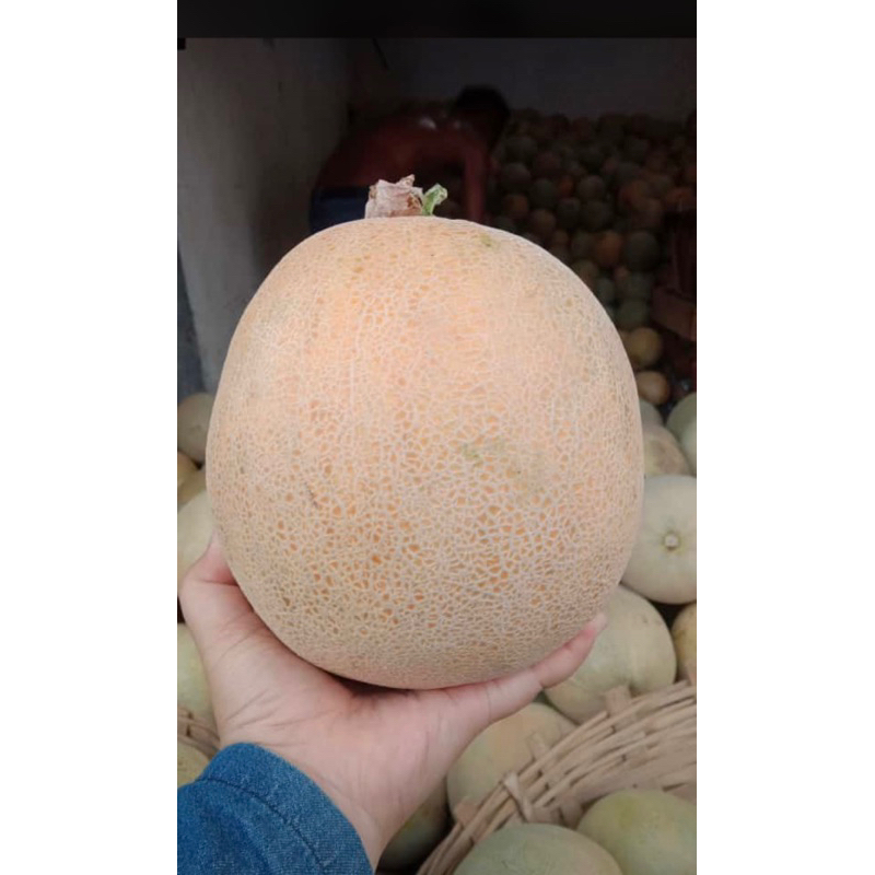 

MELON MADU (-+ 1.5/2kg) perbiji