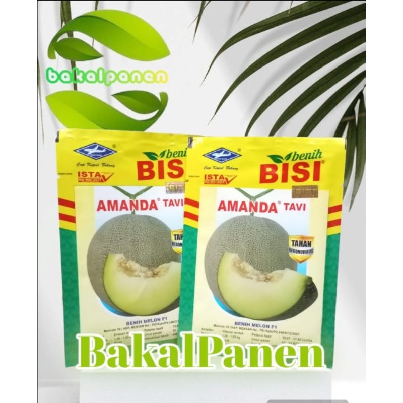 Benih bibit melon AMANDA TAVI 13gram Cap Kapal Terbang