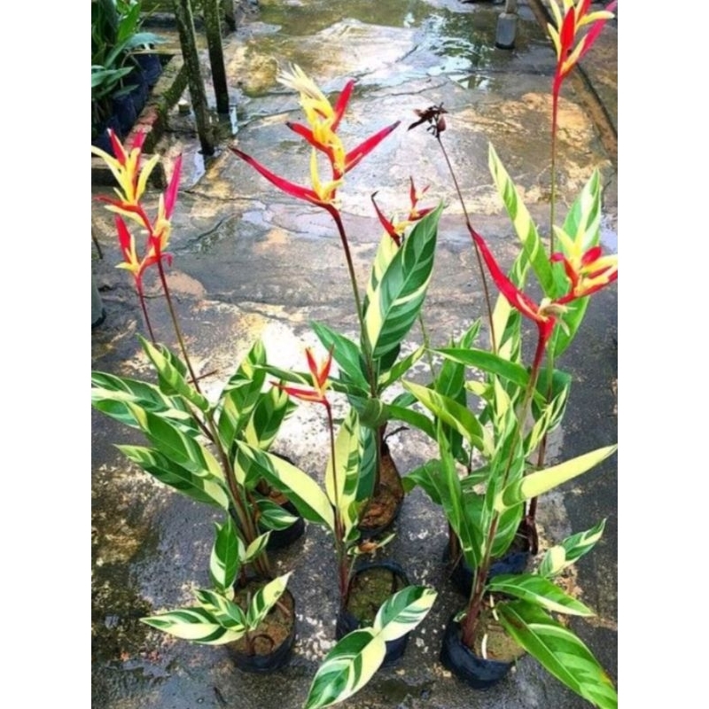 Tanaman Hias Heliconia  Golden Varigata
