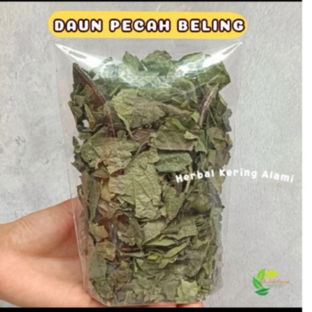 

Daun Keji Beling Kering Herbal Batu Ginjal Diabetes