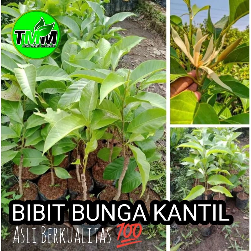 BIBIT BUNGA KANTIL PUTIH//BUNGA CEMPAKA PUTIH ASLI UNGGUL