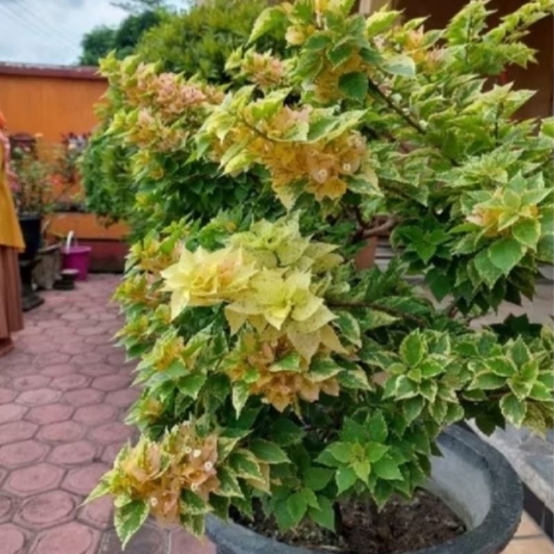 BOUGENVILLE JENIS SINGAPUR KUNING DAUN HIJAU BIBIT ORI