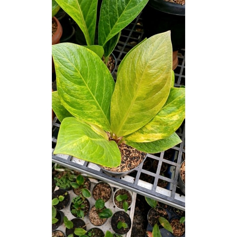 Jemani Cobra koptik varigata