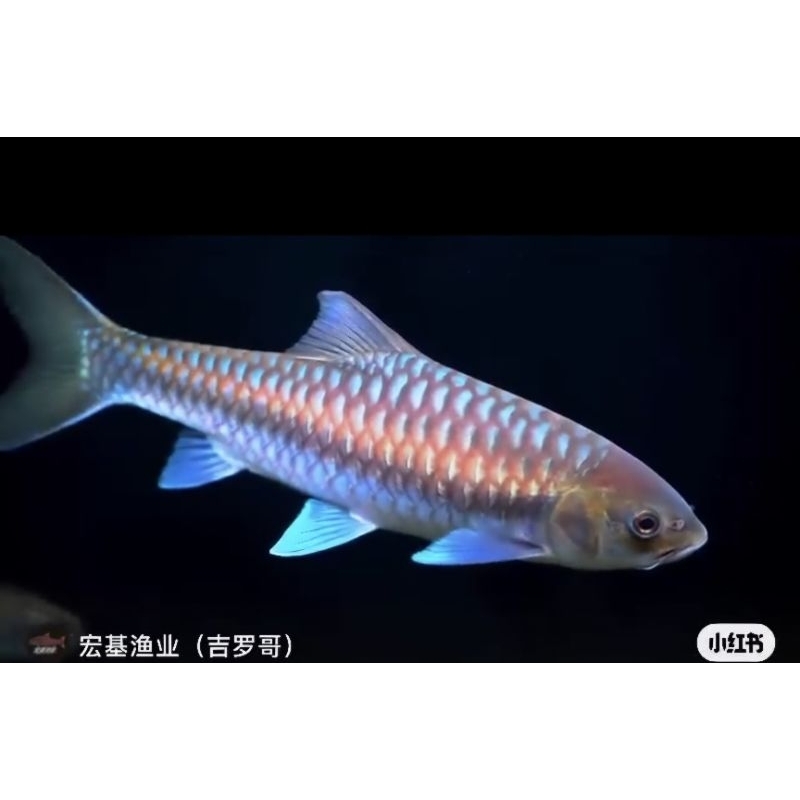 Neo Baoshanensis Chinesse Blue Mahseer 10-12cm