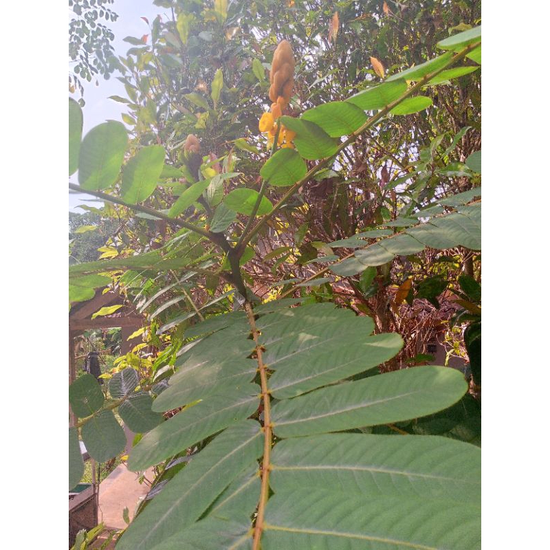 

daun ketepeng cina 50 lembar