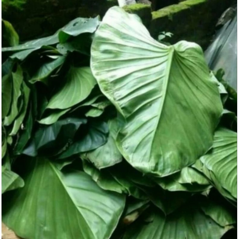 

daun nampu/cariang 500gram