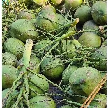 

ASLI Kelapa Muda Pandan Wangi degan kelapo dogan aroma pandan alami Thailand 1 buah