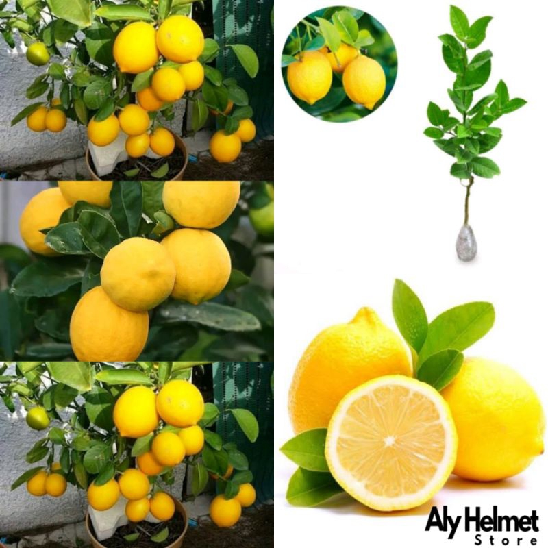 bibit lemon California