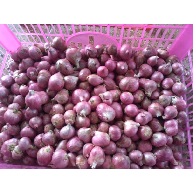 

Bawang merah ukuran besar
