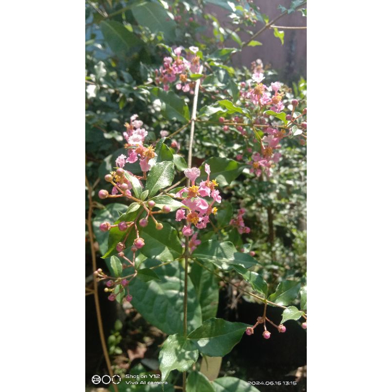 Bibit bonsai sakura mikro Jepang murah meriah jos