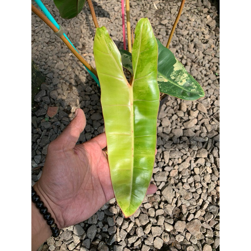 philodendron billitiae variegata