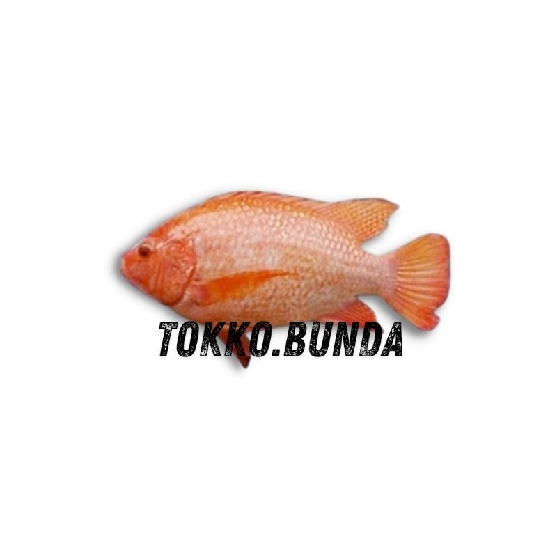 

IKAN NILA