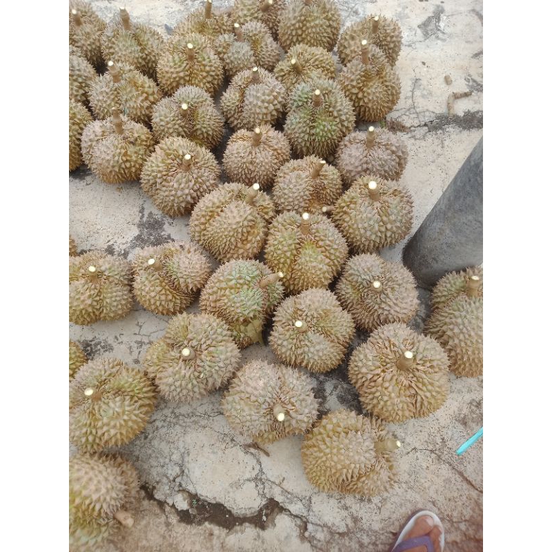 

DURIAN DUTI HITAM