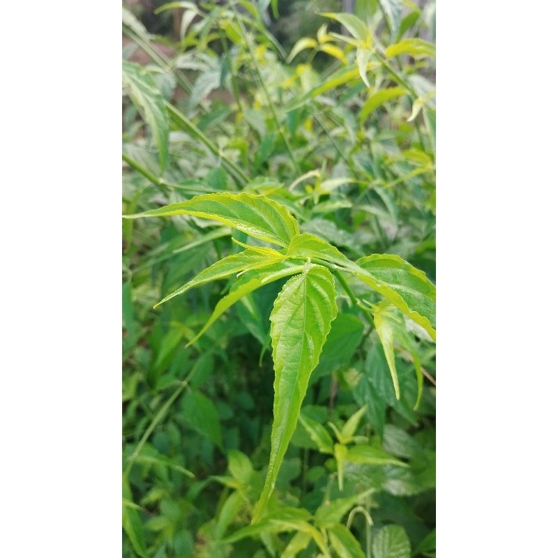 

Daun kalingsir kelingsir belalay gajah belalai gajah segar fresh 250 Gram