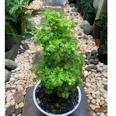 tanaman andong laut hijau - pohon andong laut