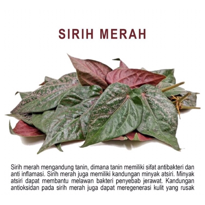

Daun Sirih Merah Herbal