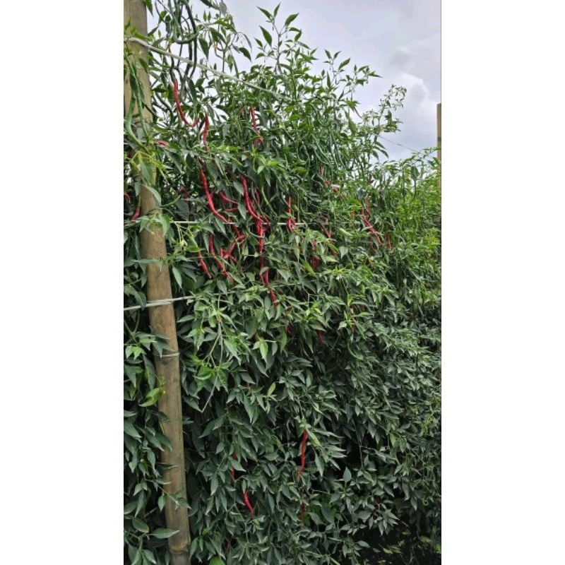 [COD] 20GR BIBIT CABE LOKAL SIBORAS