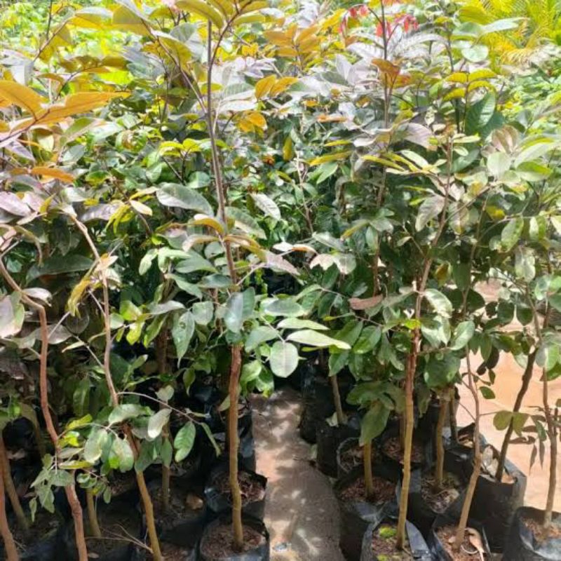 Bibit Kelengkeng Merah 1 Meter Cepat Berbuah